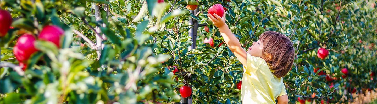 Young boy picking and apple