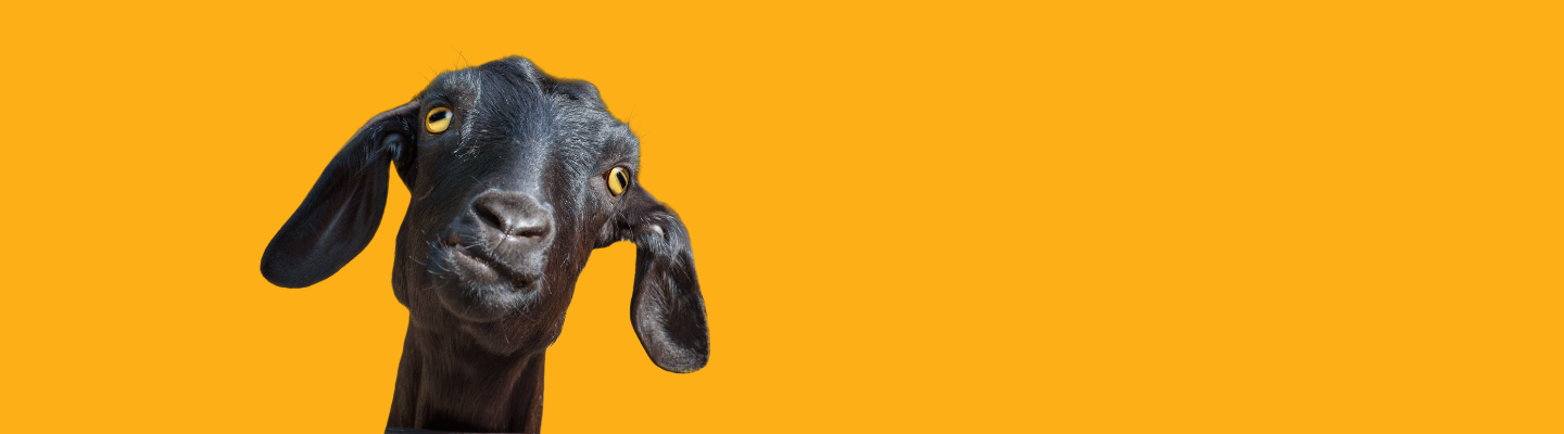 Black goat on orange background