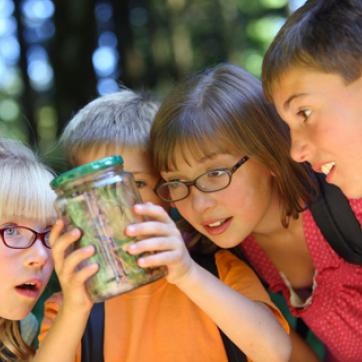 Kids in nature outdoor woods looking at a bugs in a jar