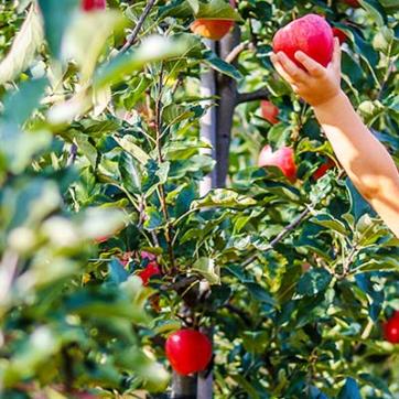 Young boy picking and apple