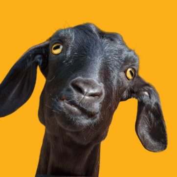 Black goat on orange background
