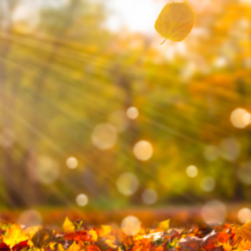 Fall