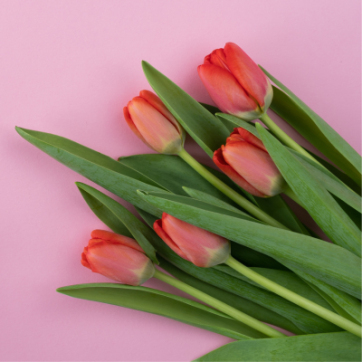 pink background with red tulips on top