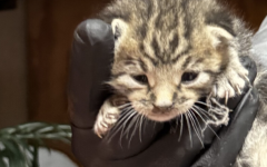 Peanut, the Suffolk kitten found trapped inside a wall at the YMCA