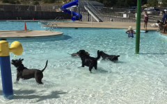 Dogs playing in the OuterBanks Family YMCA pool