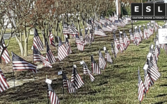American flags in the grass