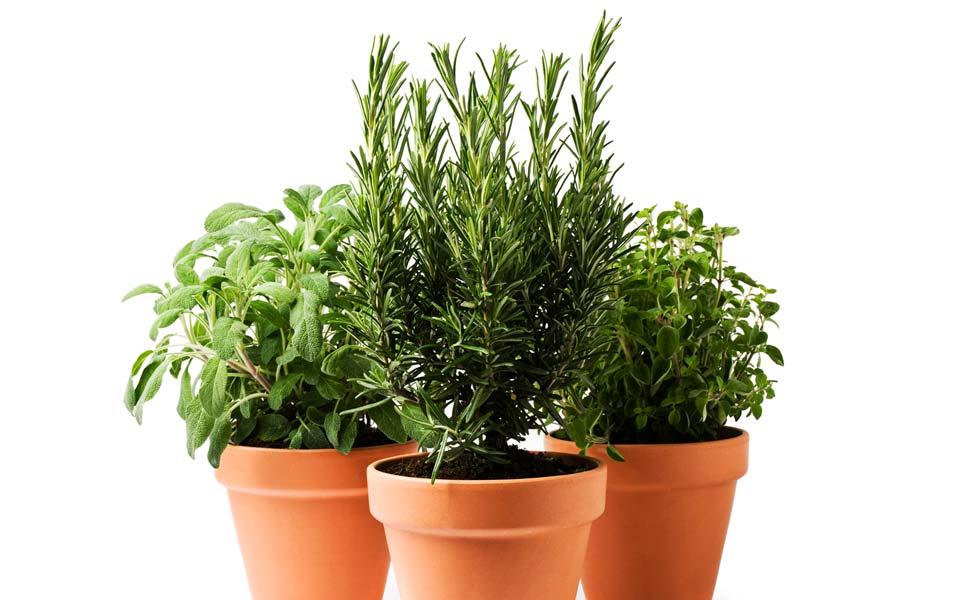 Plants in pots
