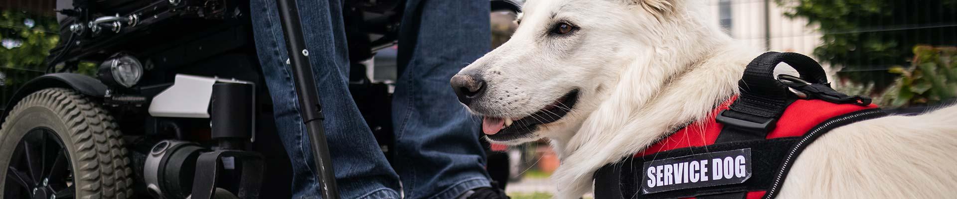 Service dog wearing service vest in the foreground with legs and lower part of wheelchair visible in background