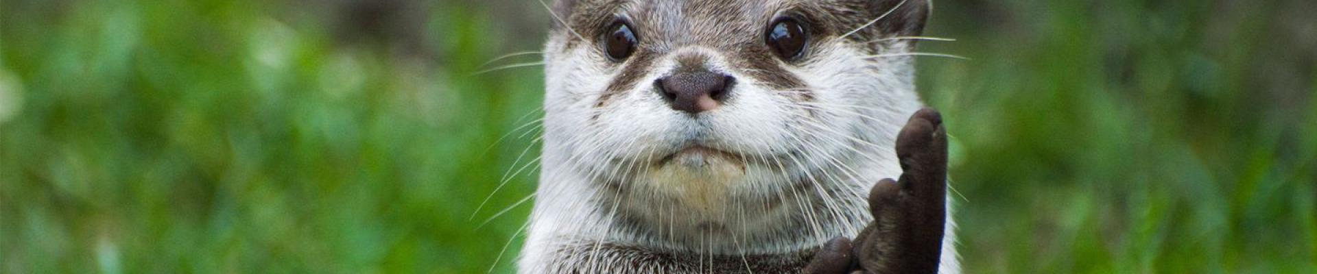 An otter from the Virginia Living Museum