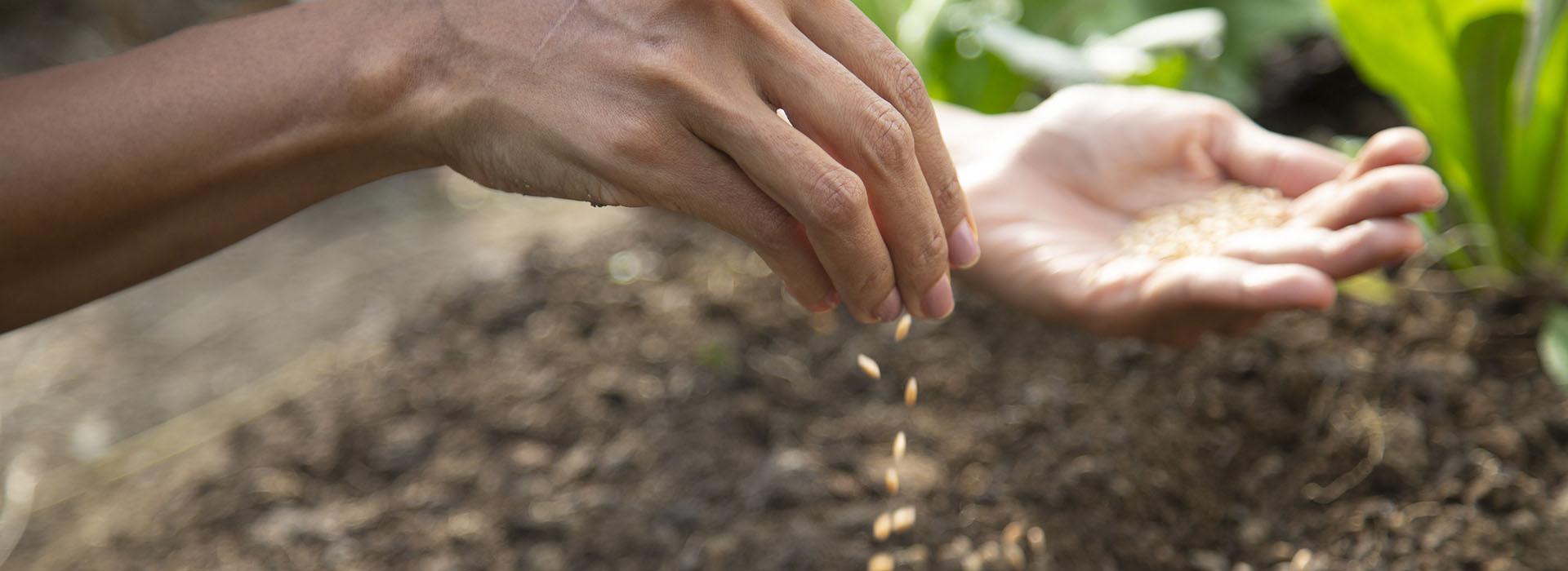 Hand planting seeds into open soil